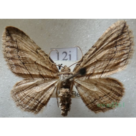Horisme corticata (Treitschke, 1835) Paśnik korowik Czech12j